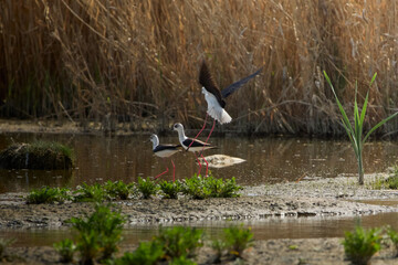 stilts are playing on the lake