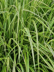 Close up of a green grass background. Carex japonica in the garden.