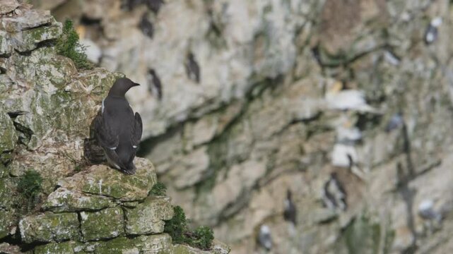 Common Murre, Common Guillemot, Uria aalge, birds colony on cliffs, Bempton Cliffs, North Yorkshire, England