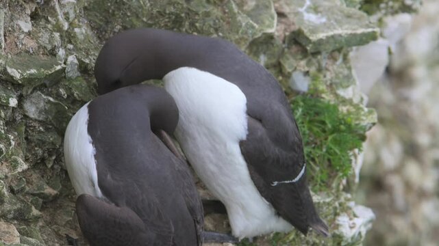 Common Murre, Common Guillemot, Uria aalge, birds colony on cliffs, Bempton Cliffs, North Yorkshire, England