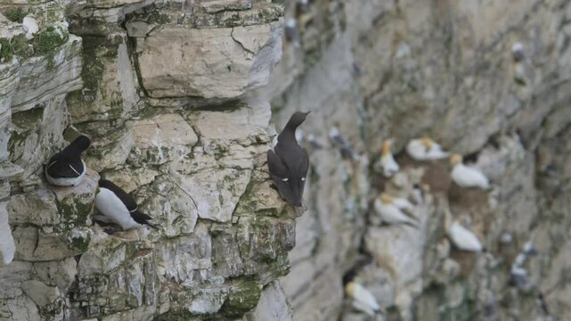 Common Murre, Common Guillemot, Uria aalge, birds colony on cliffs, Bempton Cliffs, North Yorkshire, England