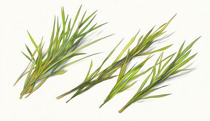 Fototapeta premium Lush blades of grass