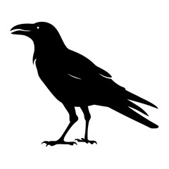 Black silhouette of a raven perched against a white background space