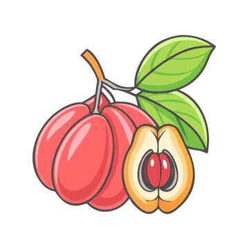 Illustration of a vibrant and ripe cluster of Annatto fruits with their leaves showing a cross section of one fruit revealing its seeds