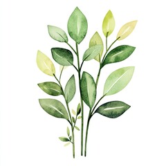 Fototapeta premium Pastel watercolor green plants artwork on white background for botanical design creation