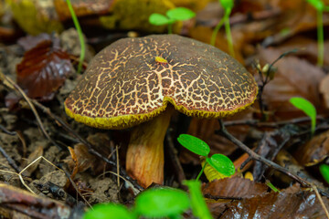 Exploring Pluteus atricapillus and Xerocomellus chrysenteron mushrooms in a vibrant forest floor during late spring