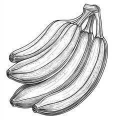 Hand-drawn bunch of bananas