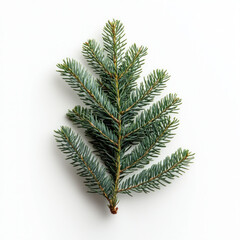 Naklejka premium xmas tree branch isolated