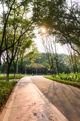 The sun shines on the green forest and the paths among the trees in the park in spring in south china. 

