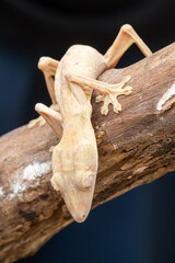 White leaf-toed gecko on branch
