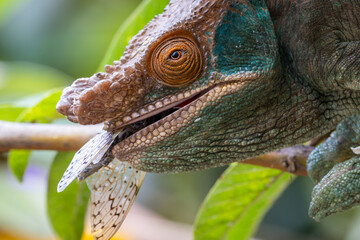 Chameleon eating a cicada
