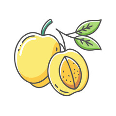 Illustration of a whole and a half of a ripe yellow apricot with green leaves