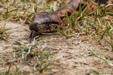 Snake slithering in the grass
