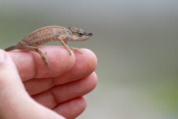 Tiny Madagascar chameleon