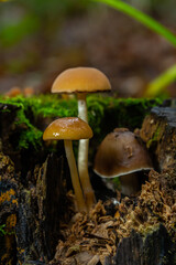 The Conifer Tuft specialises on coniferous dead wood. The stipes are often bent and they grow in...
