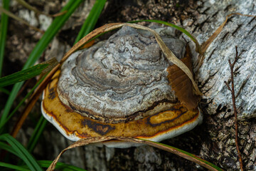 Fomitopsis pinicola, is a stem decay fungus common on softwood and hardwood trees. Its conk fruit body is known as the red-belted conk. The species is common throughout temperate Europe and Asia