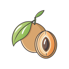 A delicious sapodilla fruit illustration showing a whole sapodilla and a cut sapodilla with a seed