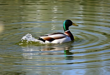 Obraz premium A mallard duck gracefully enters a tranquil pond, creating a captivating splash, blue, bird