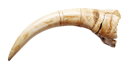 Elephant Tusk for Wildlife and Nature Displays - Isolated on White Background