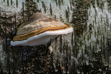 Fomitopsis pinicola, is a stem decay fungus common on softwood and hardwood trees. Its conk fruit body is known as the red-belted conk. The species is common throughout temperate Europe and Asia © Oleh Marchak