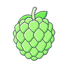 Illustration of a Single Green Hop Cone Detailed Drawing of Hops Plant Part Used in Beer Brewing Process