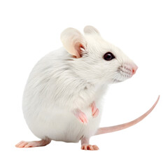 White Mouse Image: High-Res Photo on transparent background