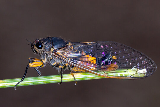 River Ambertail - Yoyetta fluviatilis - macro of colorful native cicada