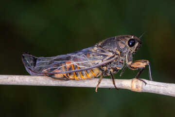 Clicking Ambertail - Yoyetta robertsonae - side view on twig