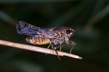 Clicking Ambertail - Yoyetta robertsonae - Australian cicada macro
