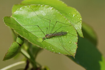 Limonid Cranefly Dicranomyia chorea, family Limonid Craneflies Limoniidae. Patterned wings. On a leaf. Spring, April. Netherlands	