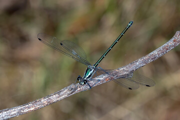 Common Flatwing (Austroargiolestes icteromelas) - Perched on a Twig