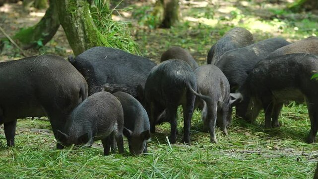 Group of black-haired wild boars eat fresh green grass standing close to each other