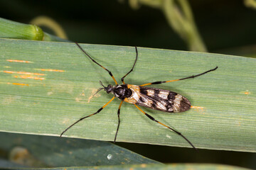 Crane fly - Gynoplistia bella - perched on leaf blade