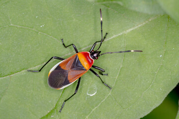 Harlequin Red Bug (Dindymus versicolor) - Bright Colorful Insect on Green Leaves