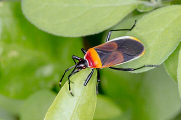 Harlequin Red Bug - Dindymus versicolor - Bright Colorful Insect on Green Leaves
