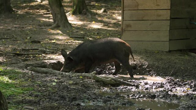Black wild pig walks into a puddle and lies down with mud around in the forest
