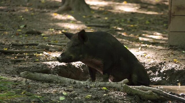 Wild black-haired boar female takes bathe in the mud and looking happy in the forest