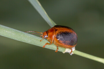 Dicranosterna immaculata - leaf beetle on green blade