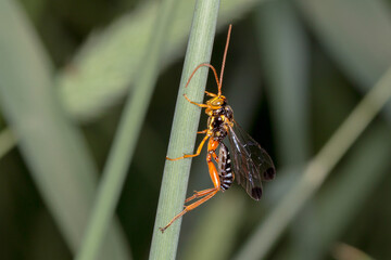 Anterhynchium wasp - genus Anterhynchium - potter wasp on native foliage