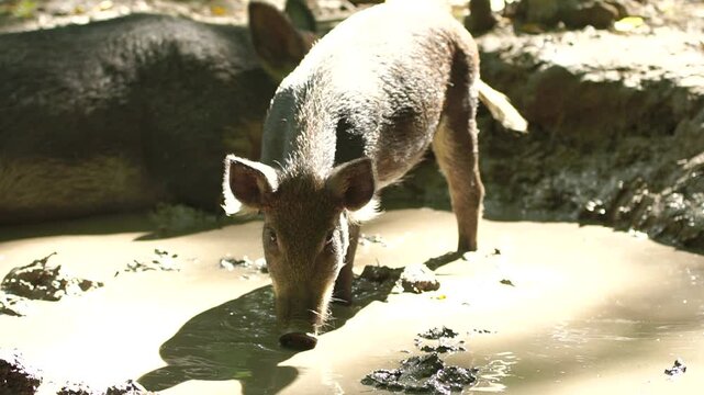 Cute young wild pig walks into a muddy puddle in the forest and drinks some dirty water, then shakes inself off