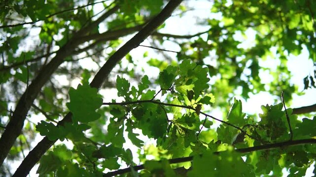 Oak green leafage close-up truck shot on sunny day in the forest
