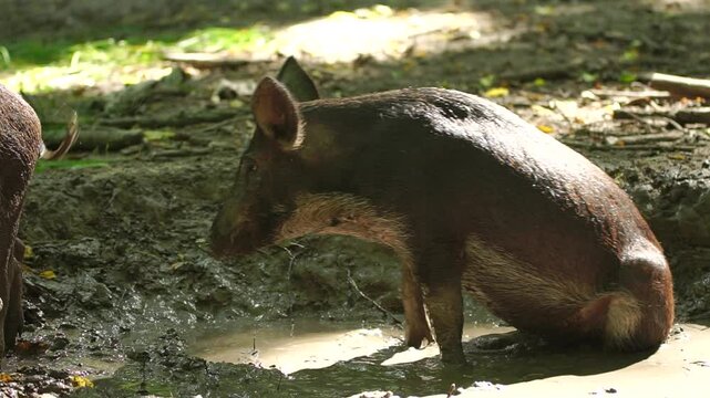 Funny young wild boar walking of the puddle after a bath in the forest
