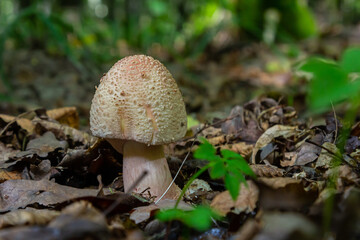 Discovering the unique amanita rubescens among fallen leaves in a lush forest during a sunny day