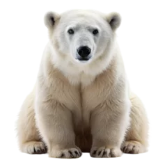 Gordijnen Young Polar Bear Sitting Calmly on Transparent Background Animal Portrait in Minimalist Setting © Mostafizur