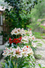 Amaryllis in the garden