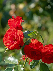 Nahaufnahme einer Rose mit vier roten Blüten, rosa