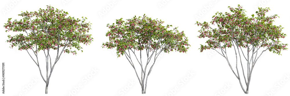 Poster malus hybridus tree on transparent background.3d rendering