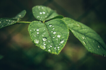 Macro of green leaf with water droplets after rain