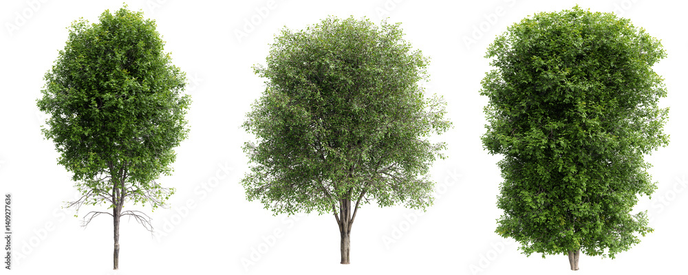 Poster ash tree on transparent background.3d rendering