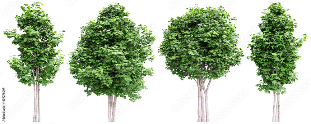 Poster maple tree on transparent background.3d rendering